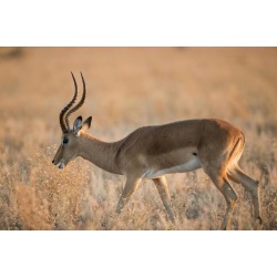 Photo Print: Souders' Botswana, Chobe NP, Adult Male Impala Walking in