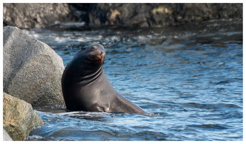 sea lion french creek bc canada rocks water story aging... (Photo: marneejill on Flickr)